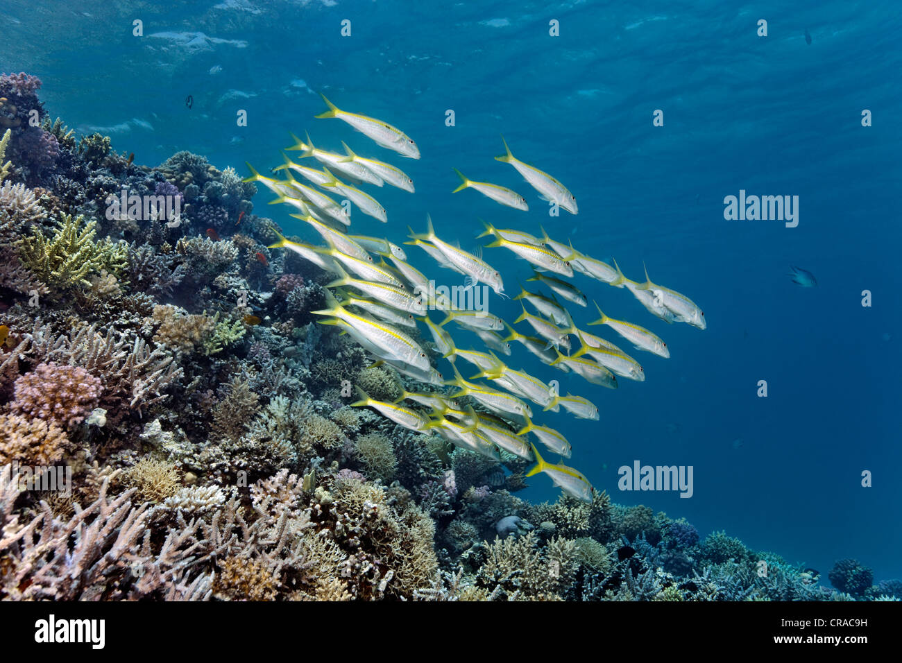 Banc de l'albacore (Goatfish Mulloidichthys vanicolensis) au-dessus de coraux, Makadi Bay, Hurghada, Egypte, Mer Rouge, Afrique Banque D'Images