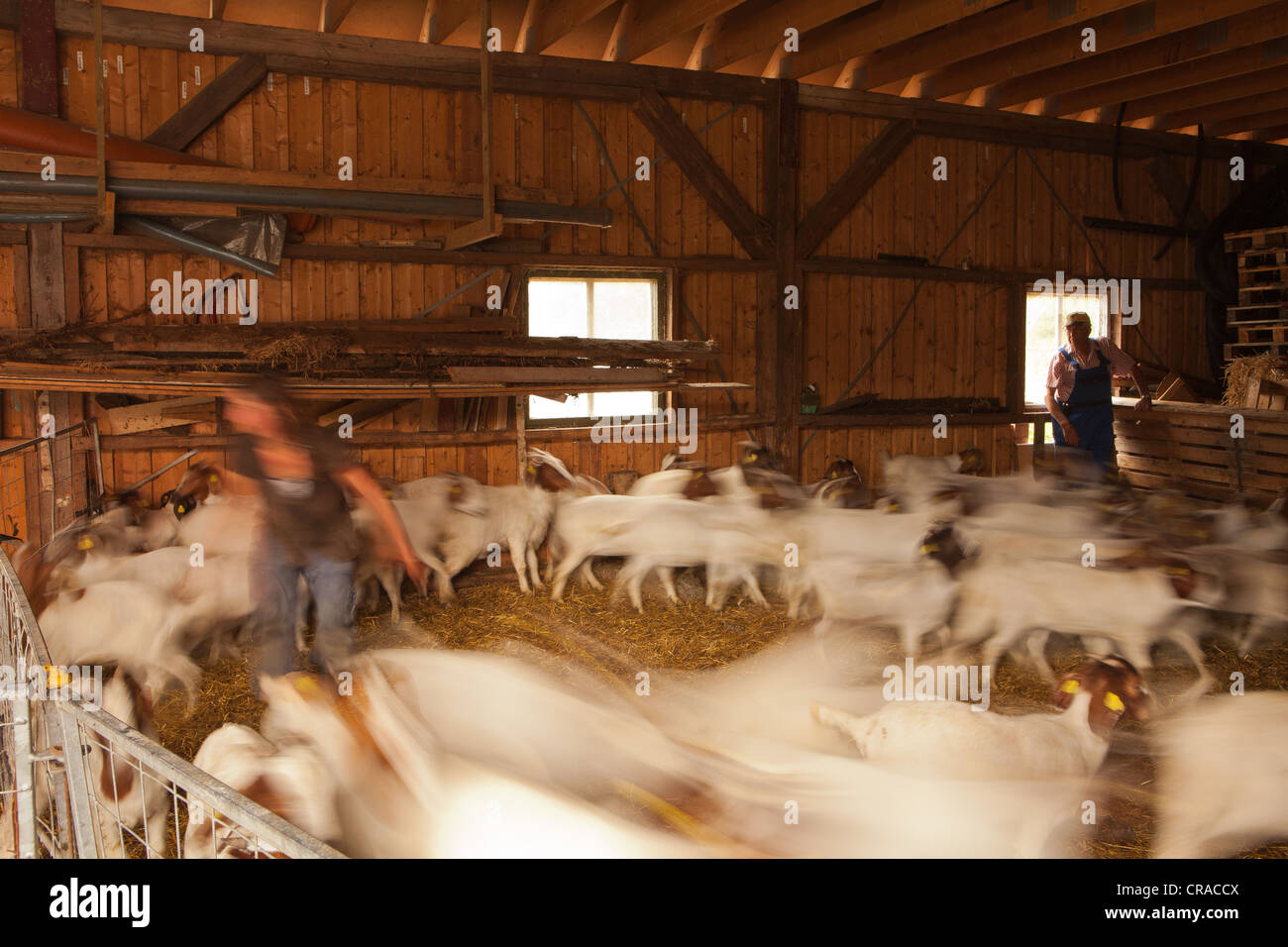 Chèvres Boer sud-africains qui tentent d'échapper à la vaccination à la ferme Ekeby à Rygge kommune, Østfold fylke, la Norvège. Banque D'Images