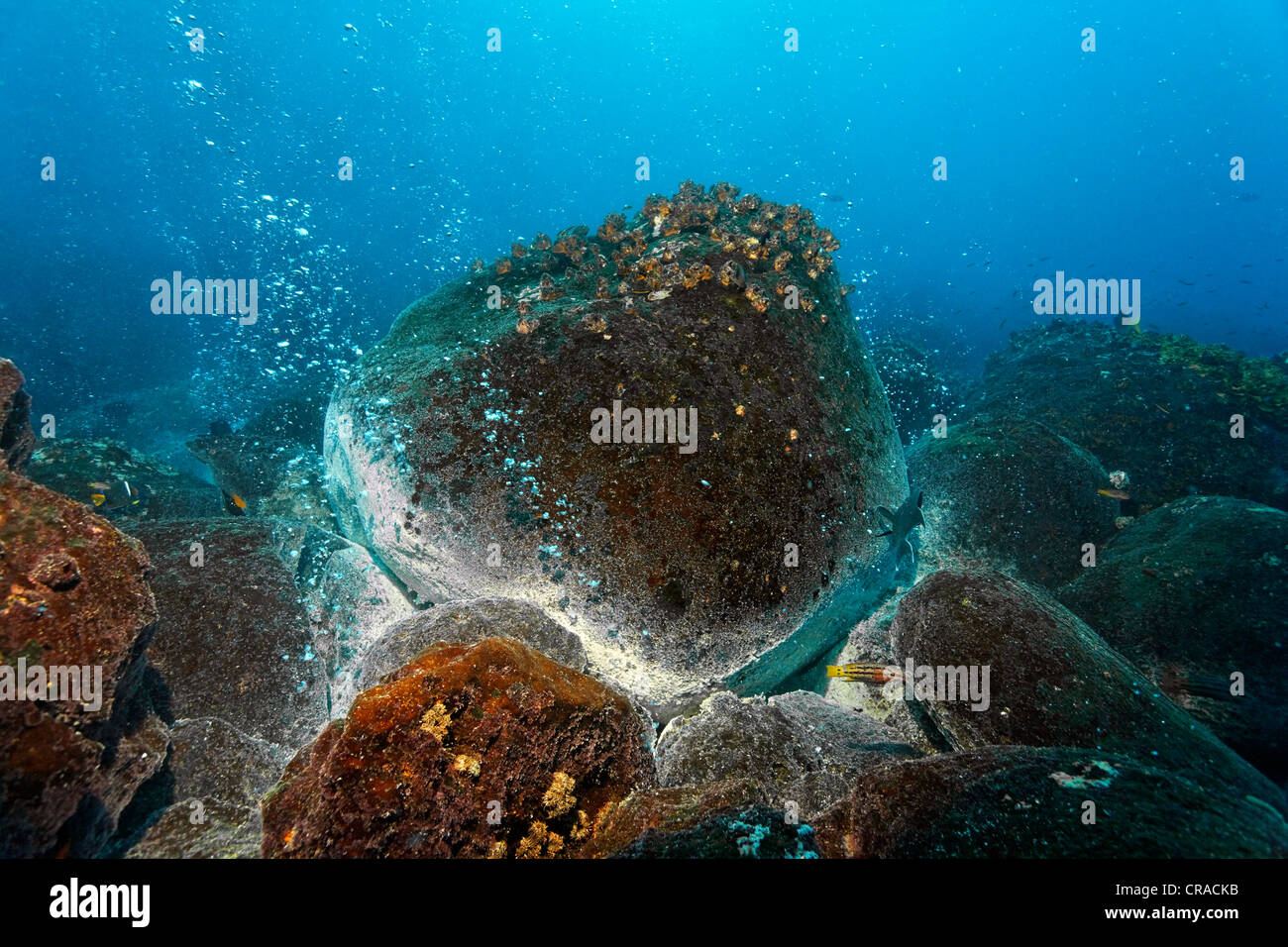 Plus de roches volcaniques d'un point chaud, blanc de gisements minéraux, sources chaudes, des bulles de gaz, couvert, les balanes (Balanidae), cuisine Mexicaine Banque D'Images