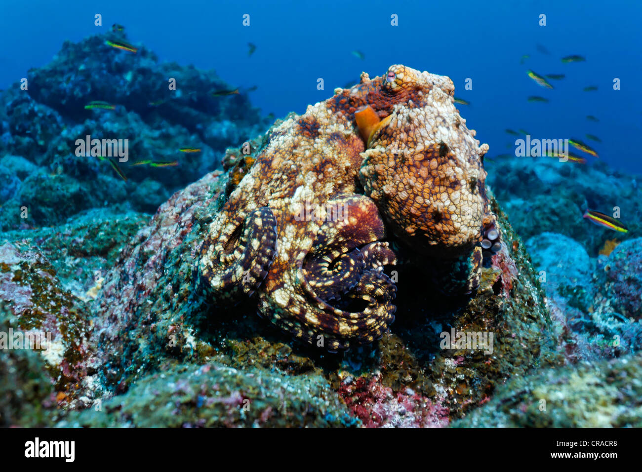 Poulpe commun (Octopus vulgaris) camouflé sur les roches, Teodoro Wolf Island ou Wenman Island, îles Galapagos, Pacifique Banque D'Images