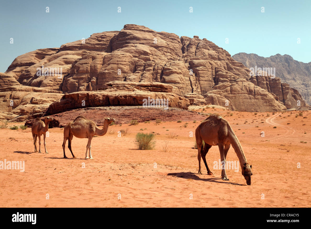 Des dromadaires ou des chameaux d'Arabie (Camelus dromedarius) dans un désert avec du sable rouge, Wadi Rum, Royaume hachémite de Jordanie, JK Banque D'Images