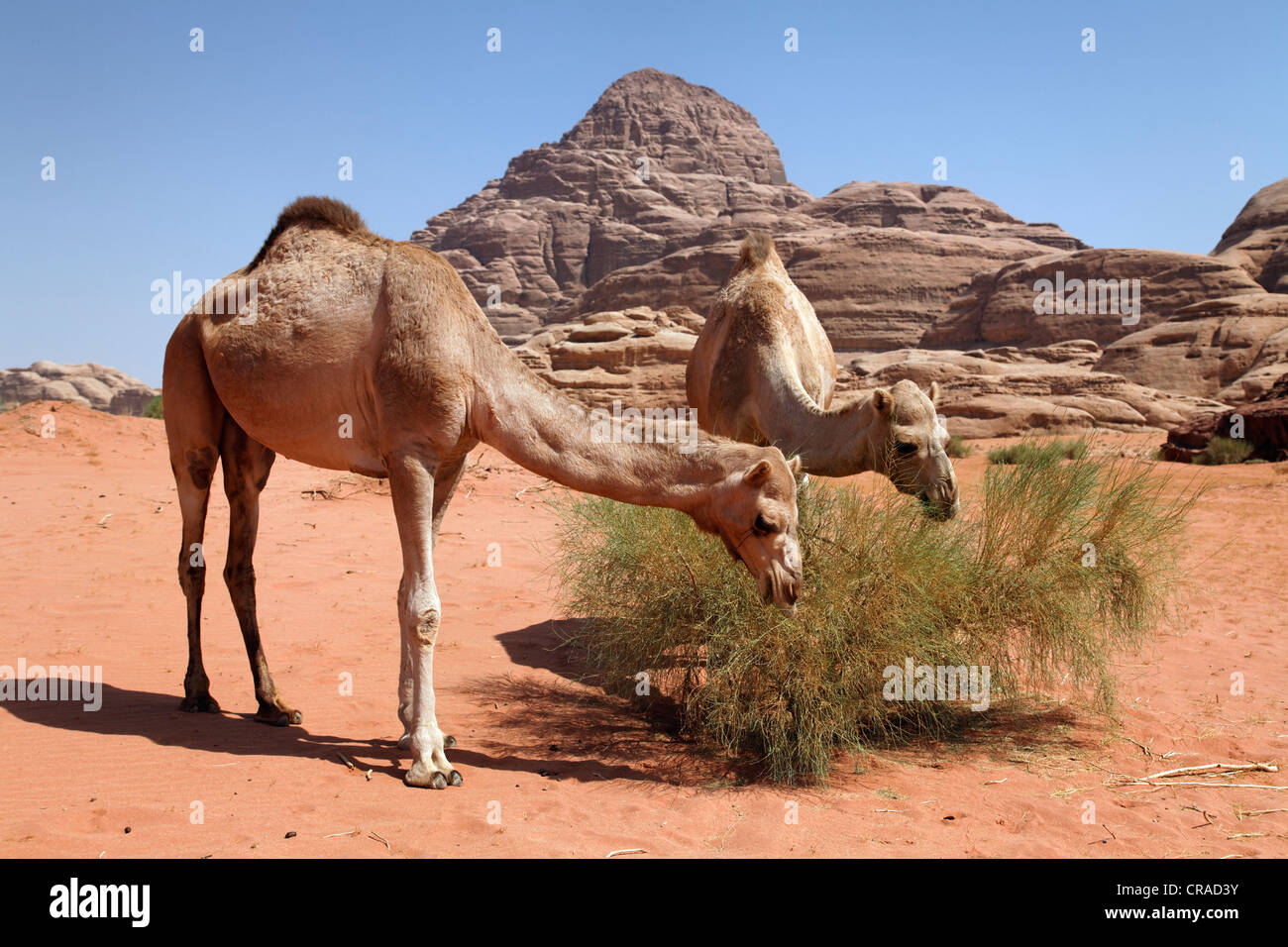 Des dromadaires ou des chameaux d'Arabie (Camelus dromedarius) se nourrissant d'un buisson dans désert avec du sable rouge, Wadi Rum Banque D'Images