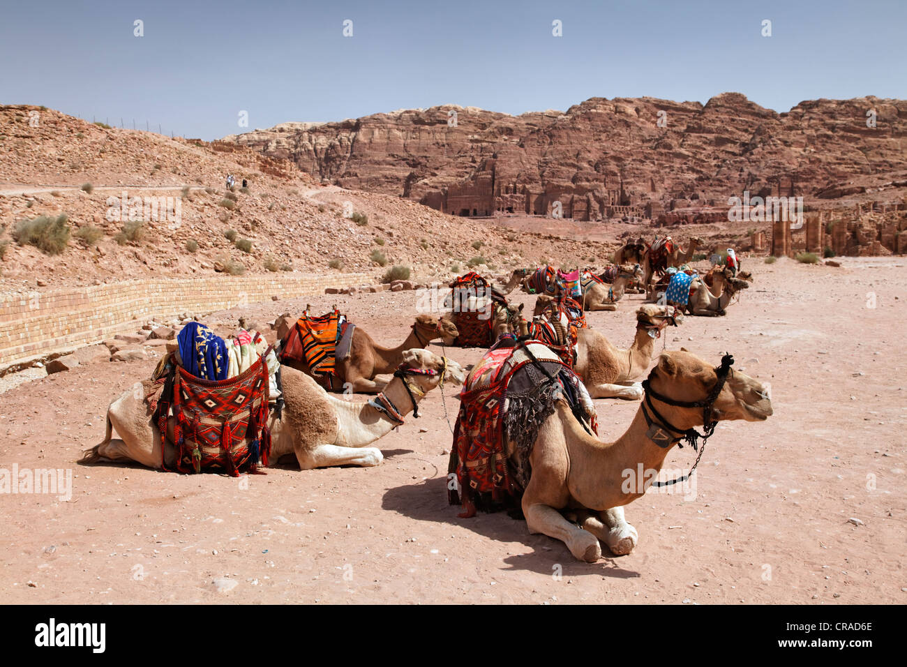Des dromadaires ou des chameaux d'Arabie (Camelus) dromedaius, criblé, tombes royales, Pétra, capitale des nabatéens Banque D'Images