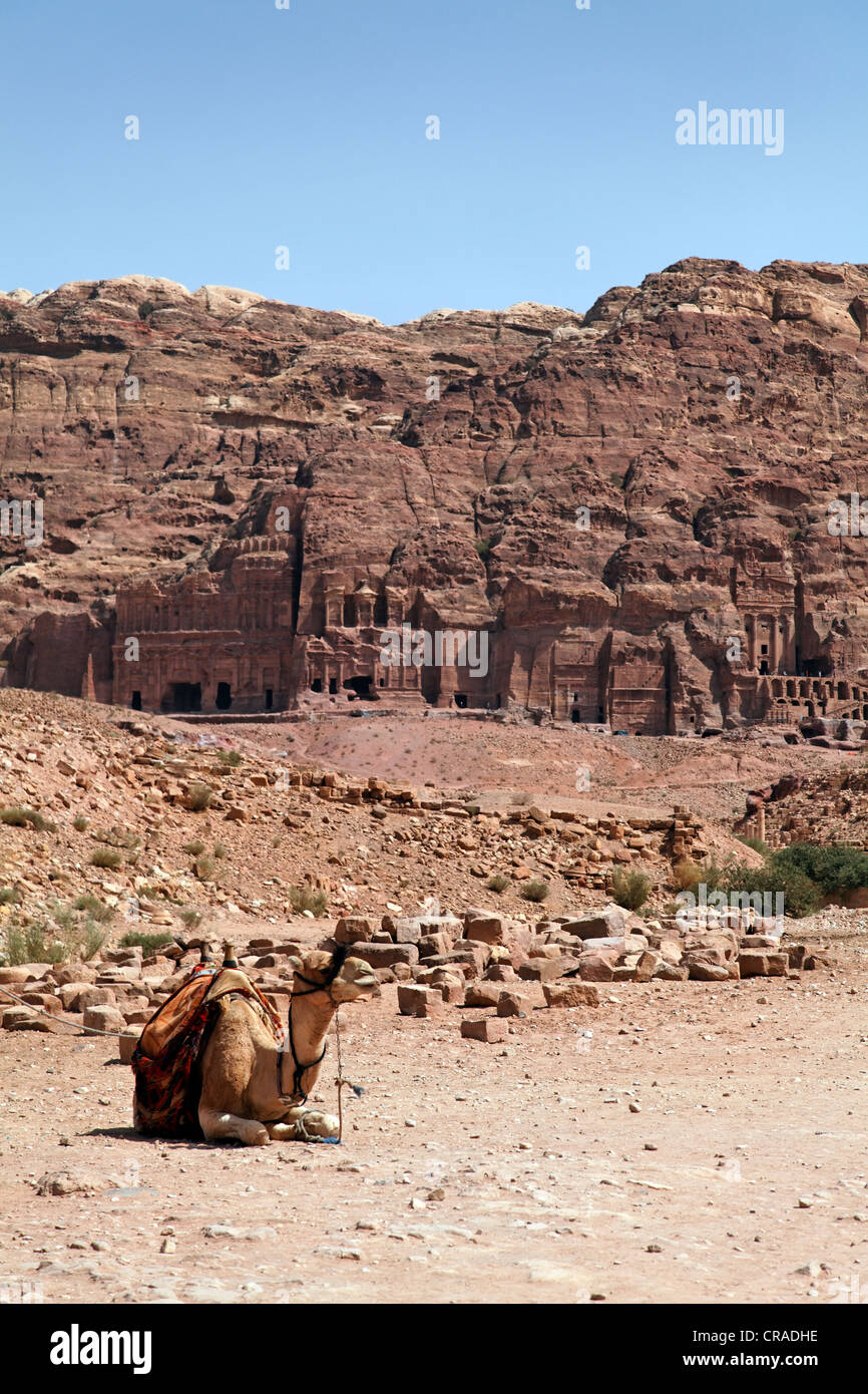 Le dromadaire ou chameau d'Arabie (Camelus) dromedaius, criblé, tombes royales, Pétra, capitale des Nabatéens, rock city Banque D'Images