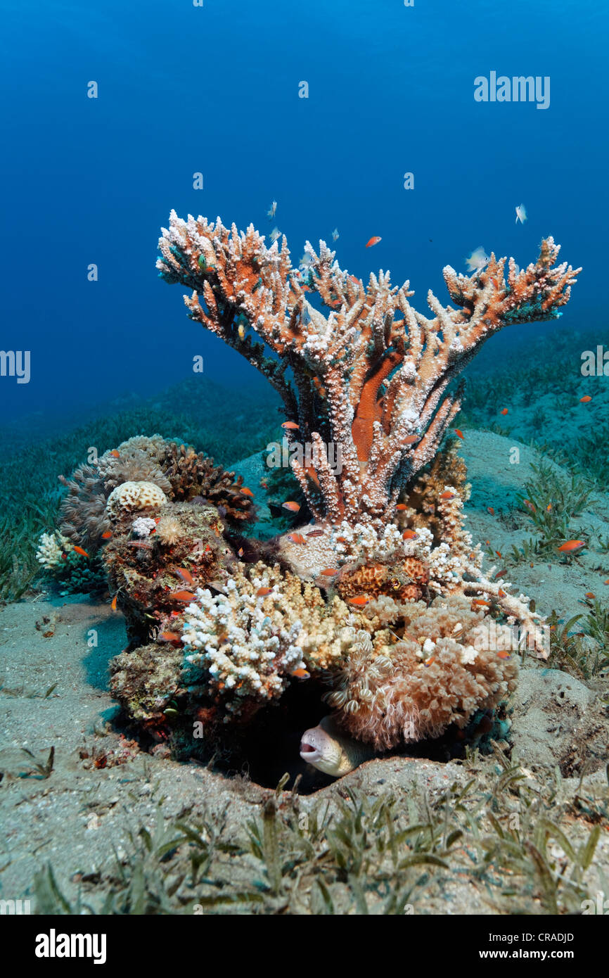 Petite patchreef avec de mauvaises herbes de mer sur les coraux de pierre, Royaume hachémite de Jordanie, Mer Rouge, de l'Asie occidentale Banque D'Images