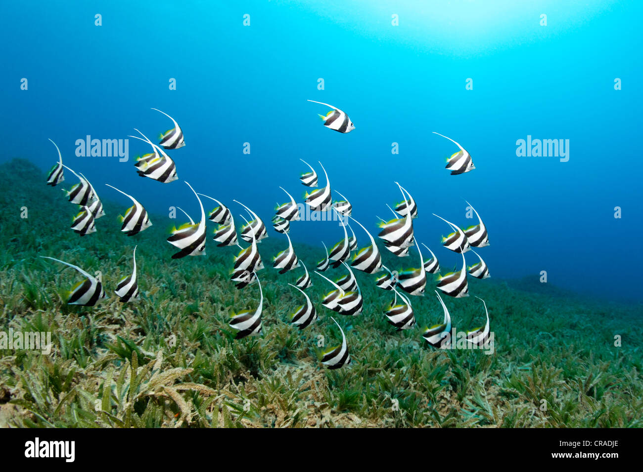 Banc de la scolarisation des mineurs bannerfish (Heniochus diphreutes) seeweed, nage au-dessus du Royaume hachémite de Jordanie, Mer Rouge Banque D'Images
