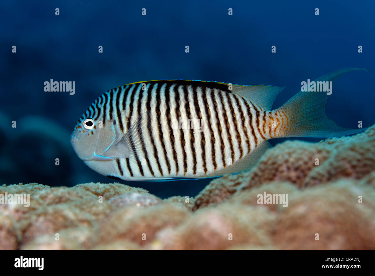 (Genicanthus caudovittatus Zebra poissons-anges) au-dessus de coraux, Royaume hachémite de Jordanie, JK, Mer Rouge, de l'Asie occidentale Banque D'Images