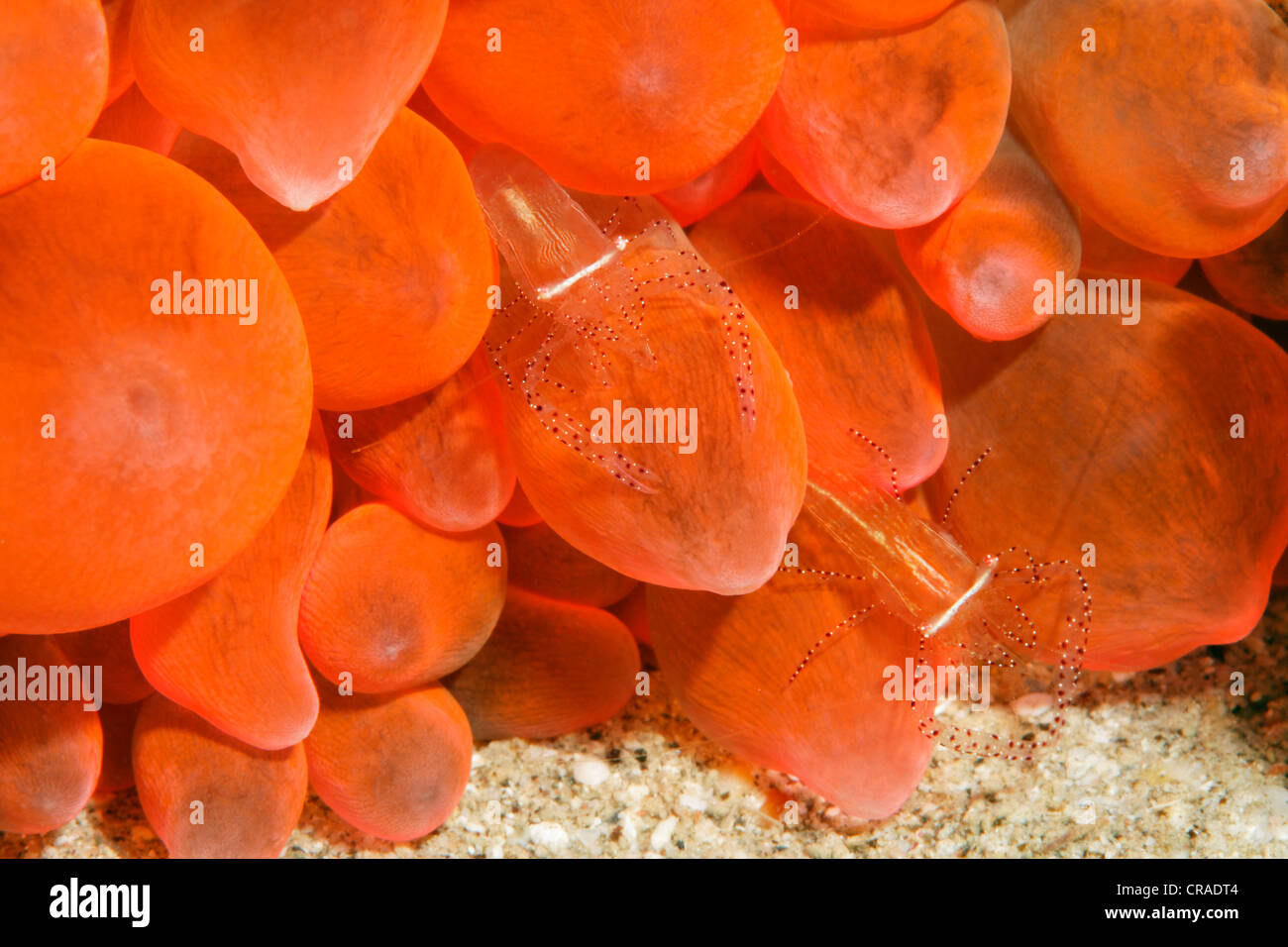 Paire de crevettes Anémone (Periclimenes ornatus) en rouge anémone de mer, Royaume hachémite de Jordanie, JK, Mer Rouge, de l'Asie occidentale Banque D'Images