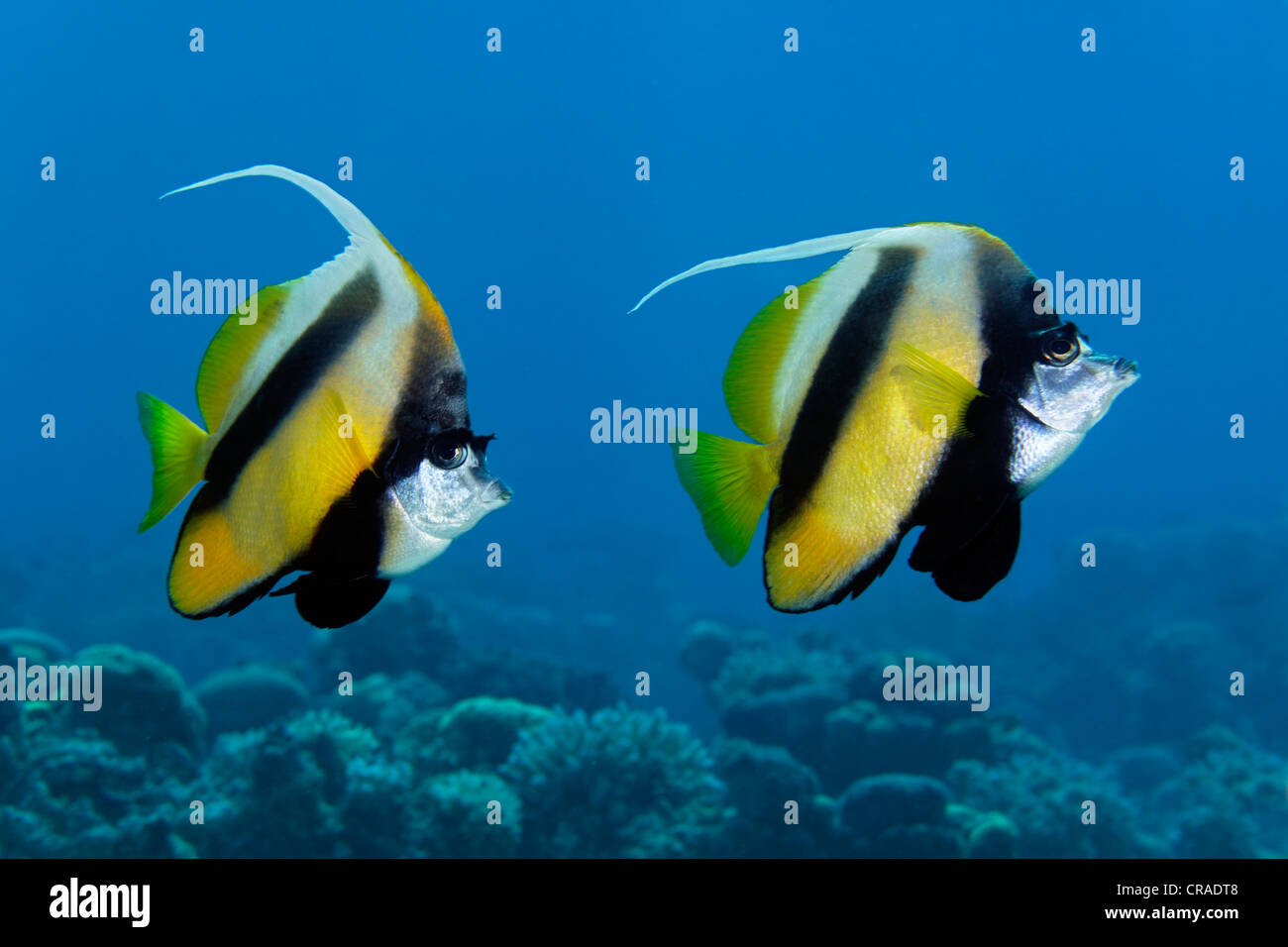 Paire de Red-Sea Bannerfish (Heniochus intermedius-) au-dessus de coraux, Royaume hachémite de Jordanie, JK, Mer Rouge, de l'Asie occidentale Banque D'Images