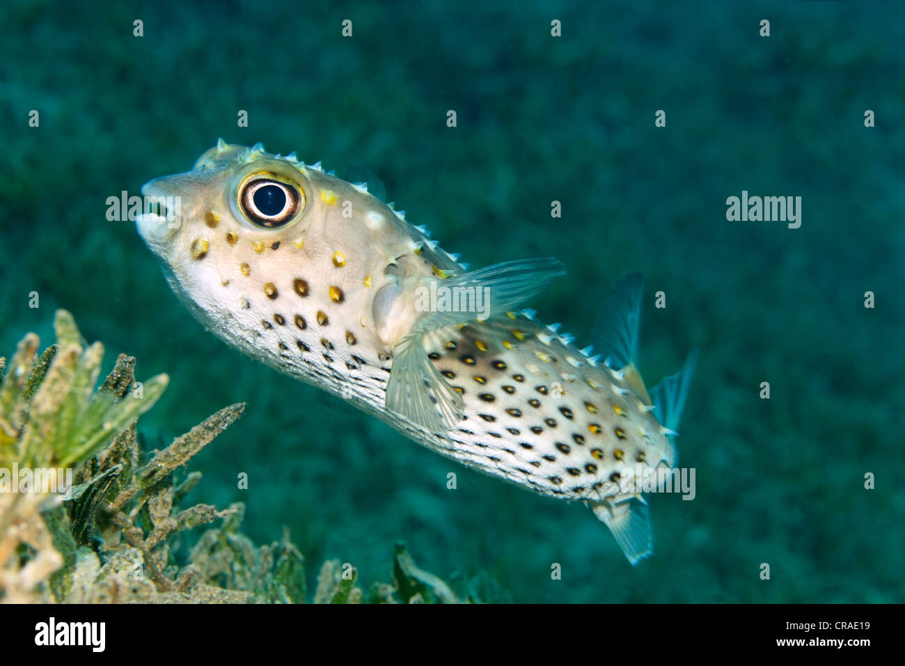 Burrfish ou yellowspotted Spotbase (Cyclichthys spilostylus burrfish) au-dessus de l'algue, Royaume hachémite de Jordanie, JK, Mer Rouge Banque D'Images