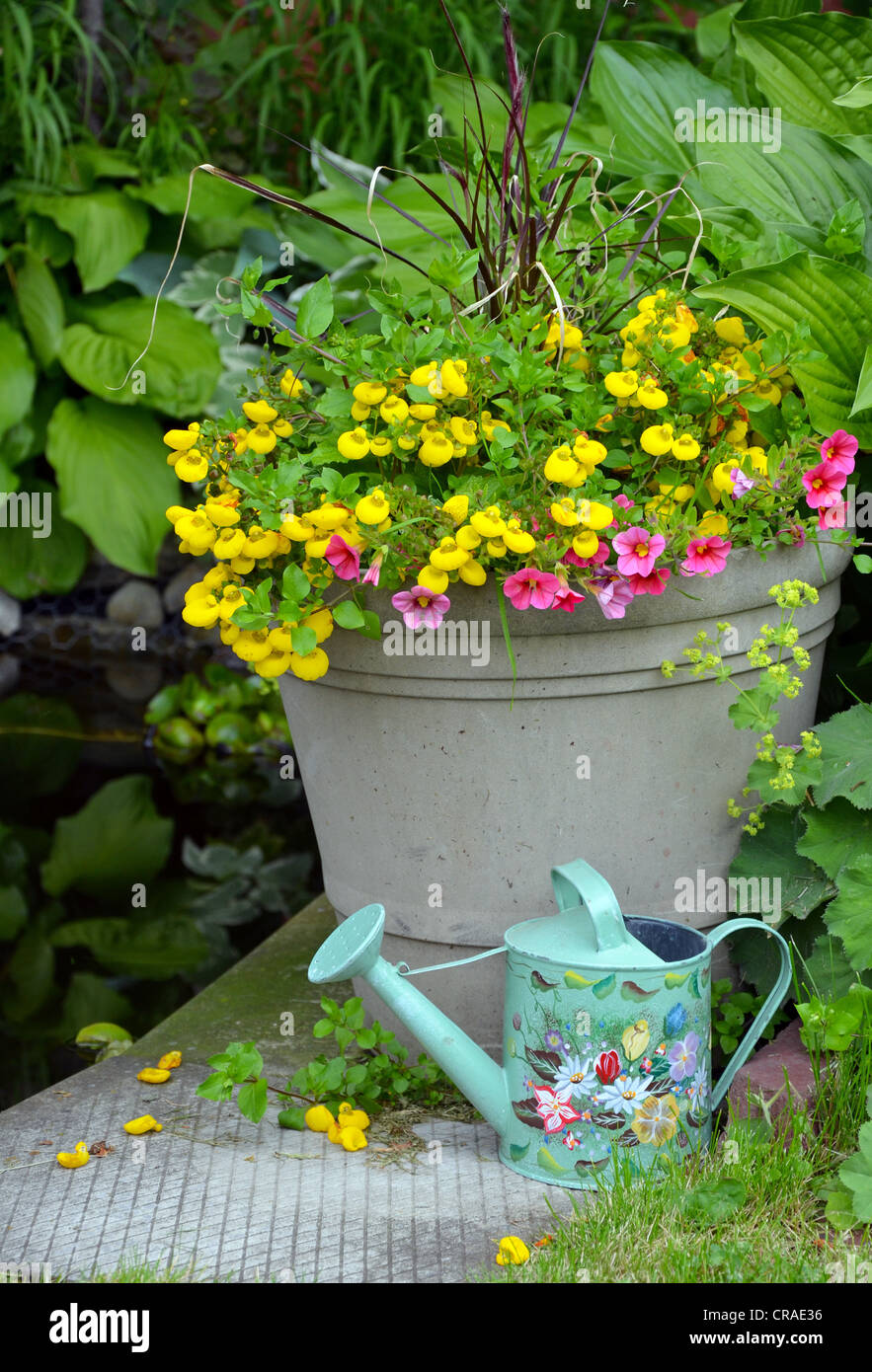 Fleur de printemps coloré semoir avec arrosoir décoratif Banque D'Images