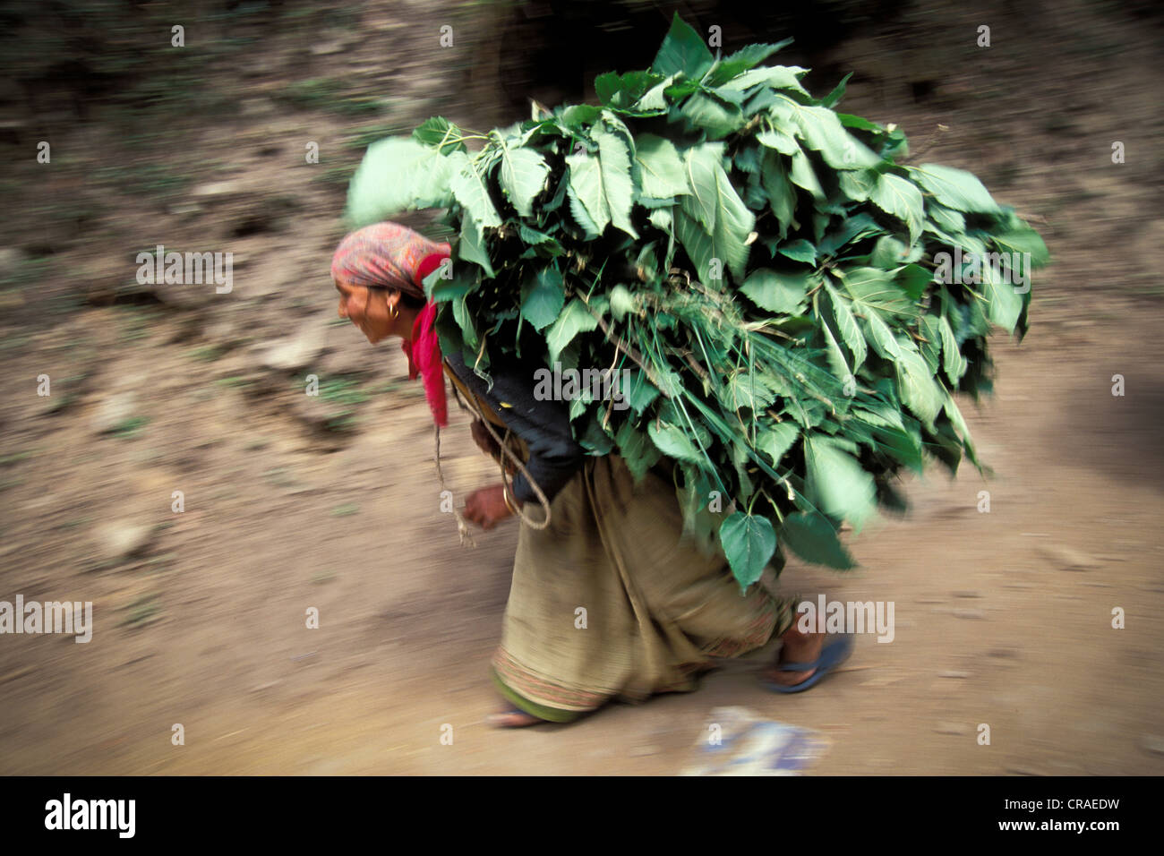 Femme chargée de branches et de feuilles près de Govindghat, district Chamoli, Uttarakhand, anciennement l'Uttaranchal, Himalaya Indien Banque D'Images