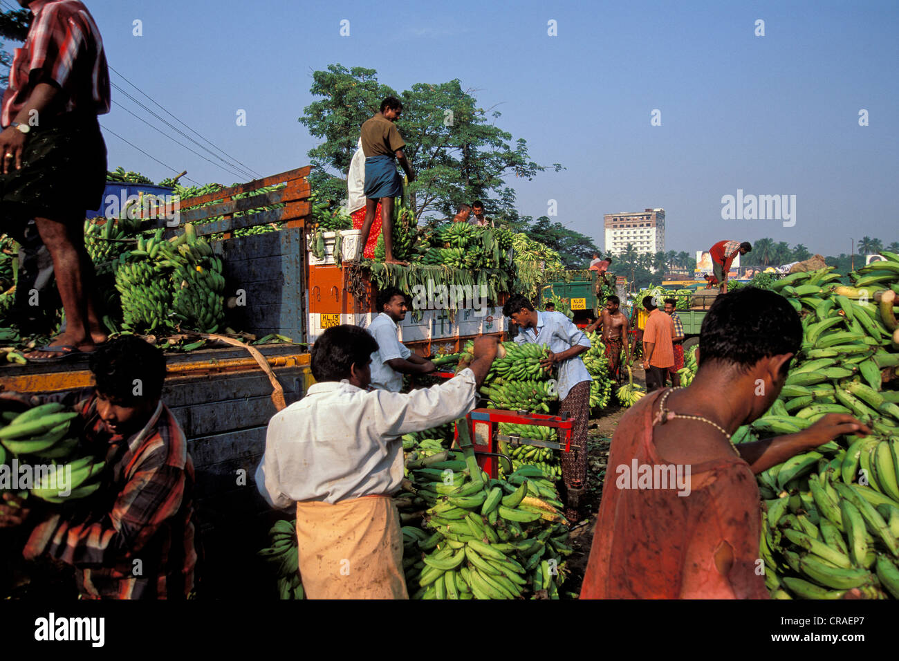 Chargement de bananes à la banane, Thrissur, Kerala, Inde du Sud, l'Asie Banque D'Images