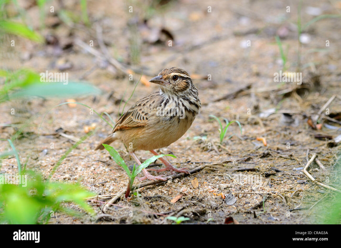 Beau bruant à winged bushlark Mirafra assamica)( Banque D'Images