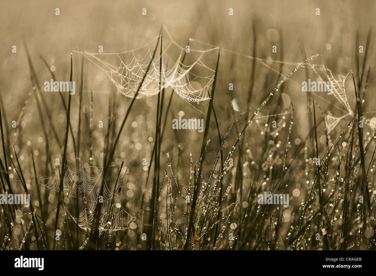 Spider web circulaire, Bad Hersfeld, Allemagne, Europe Banque D'Images