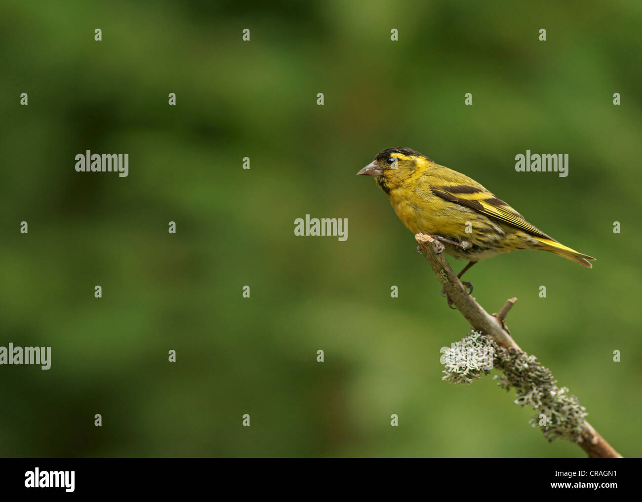 Tarin des pins (Carduelis spinus), homme, Finlande, Europe Banque D'Images