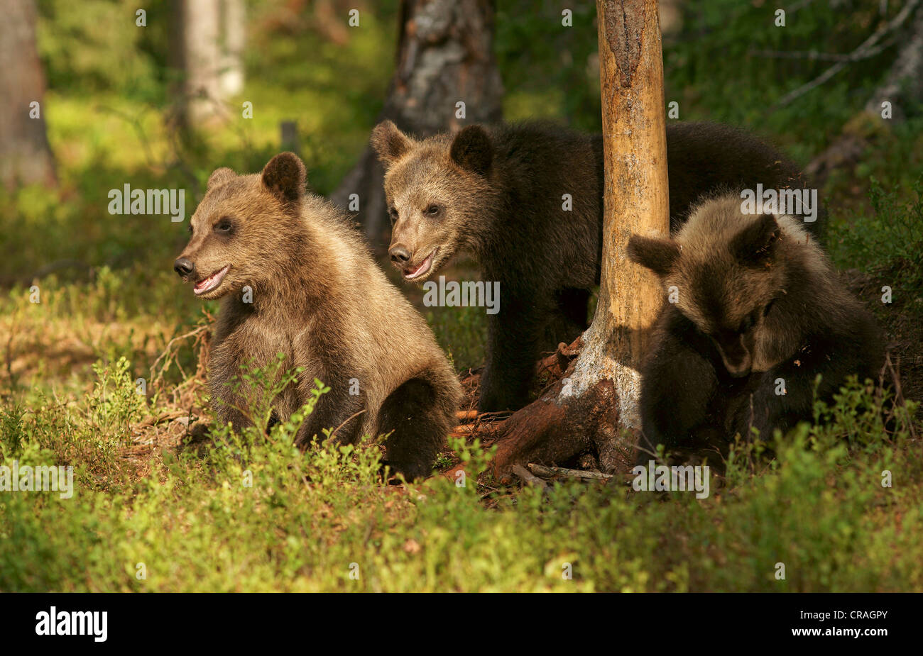 Les jeunes ours bruns (Ursus arctos), Finlande, Europe Banque D'Images
