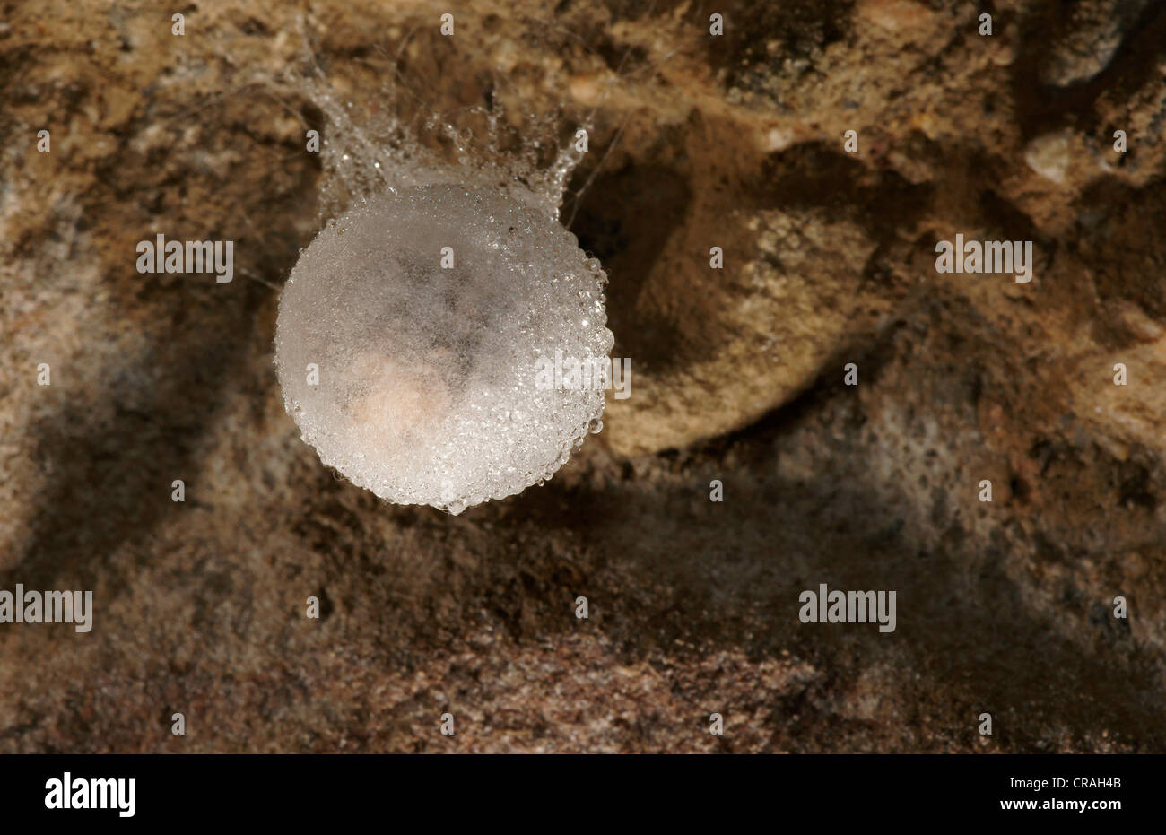 Sacs d'oeufs de l'araignée des grottes (Meta menardi) Banque D'Images