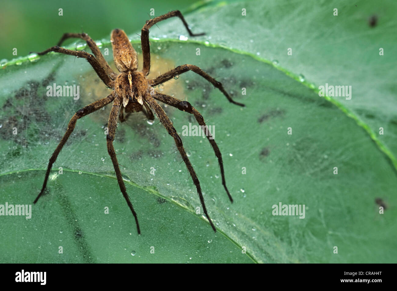 Spider Web pépinière (Pisaura mirabilis) avec cocoon et petits Banque D'Images