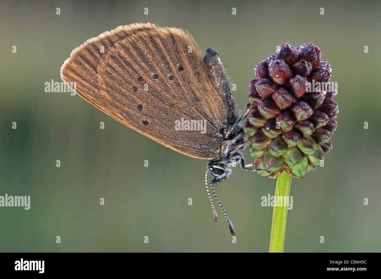 Grand bleu sombre (Glaucopsyche nausithous) sur une Pimprenelle (Sanguisorba officinalis) Banque D'Images