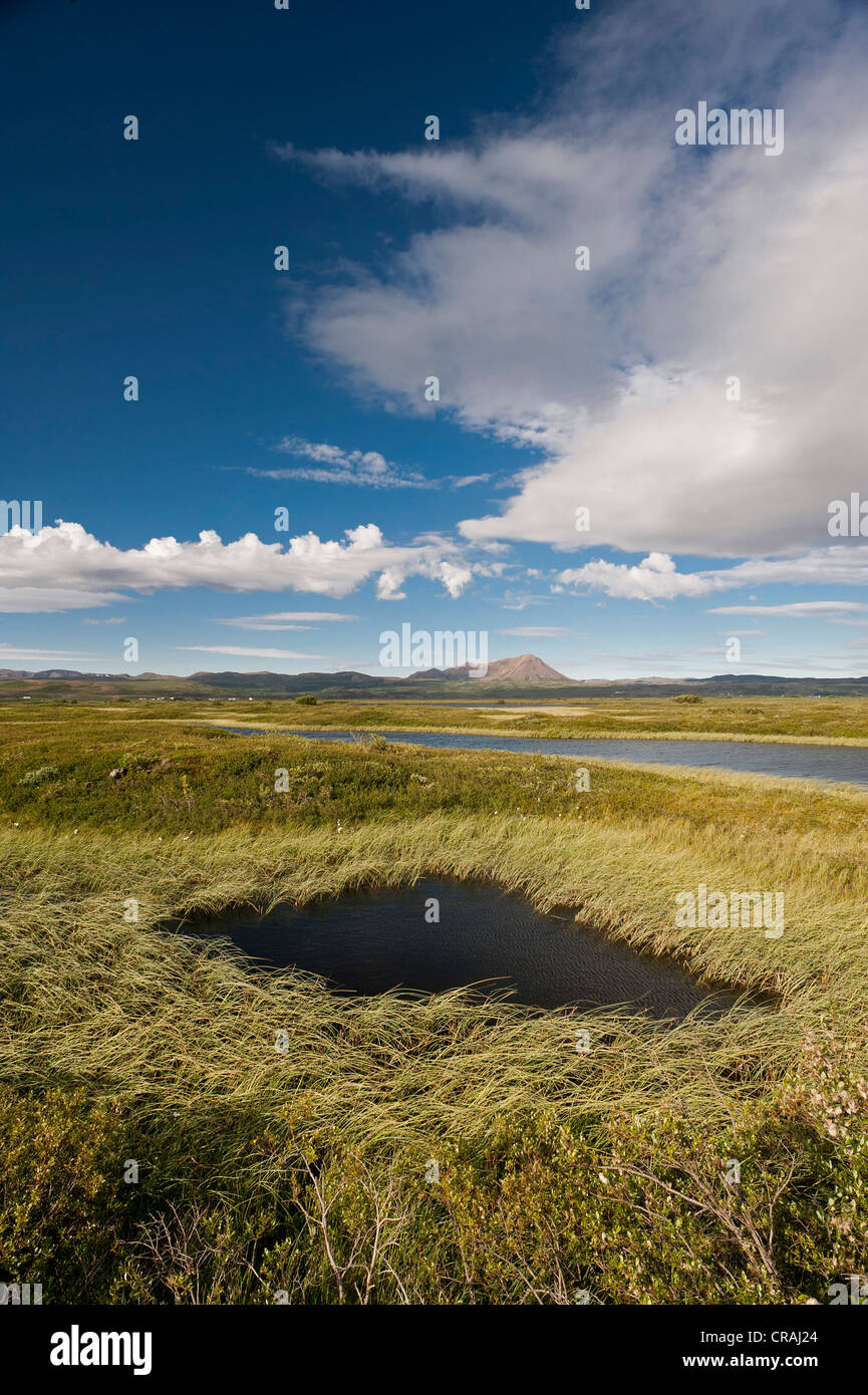 Roseaux, le lac Mývatn, le nord de l'Islande, de l'Europe Banque D'Images