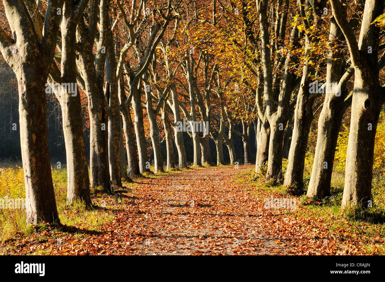 Route bordée d'arbres, platanes (Platanus) en automne, district de Konstanz, ou Constance, Bade-Wurtemberg, Allemagne, Europe Banque D'Images
