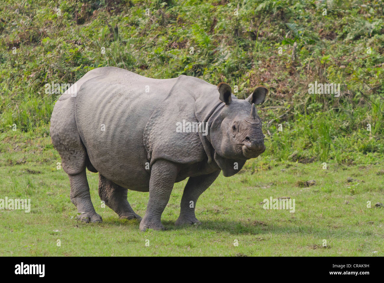 Rhinoceros ou rhino (Rhinocerotidae), Parc national de Kaziranga, Assam, Inde du nord-est, en Inde, en Asie Banque D'Images