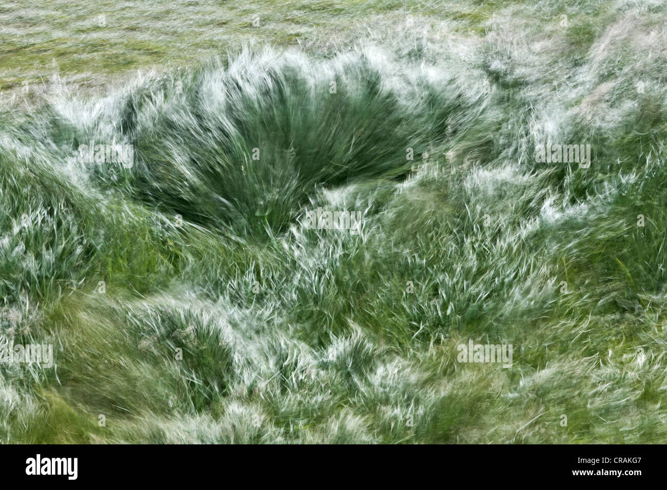 Grass déplacé par le vent, sur la côte de la péninsule de Snæfellsnes, Snaefellsnes, Iceland, Europe Banque D'Images