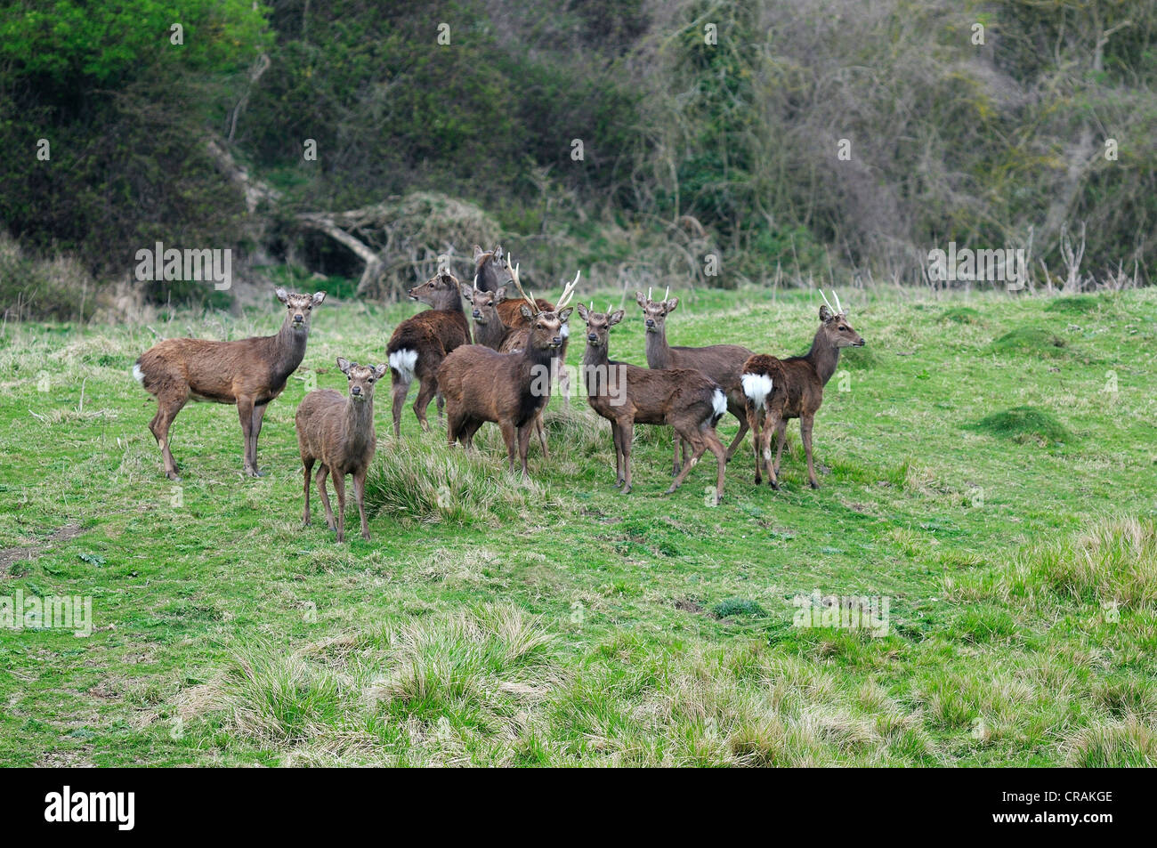 Un groupe de cerfs sika sur les herbages UK Banque D'Images