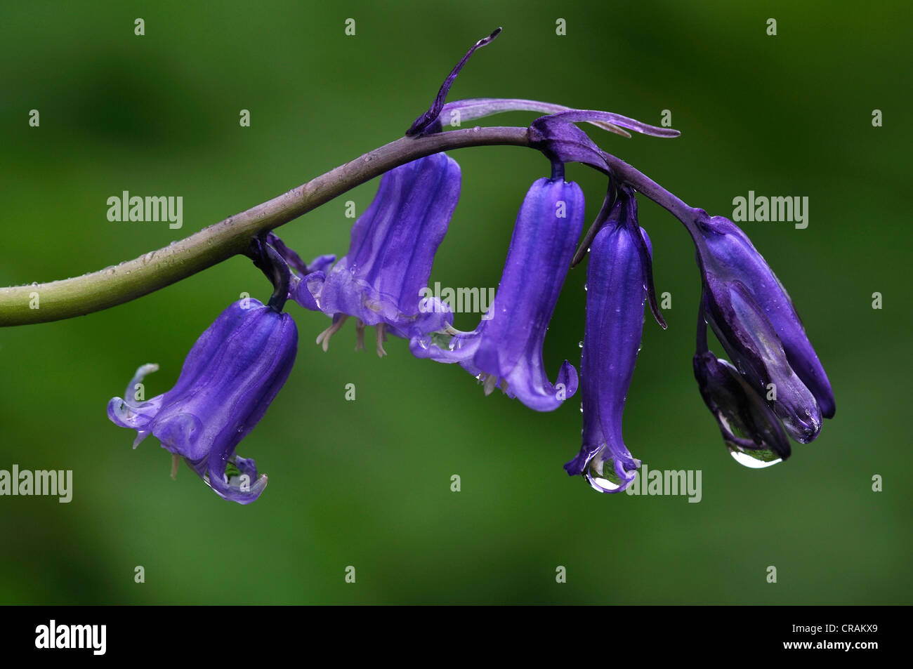 Bluebell endymion non-scriptus fleur sauvage woodland printemps bleu ampoule Banque D'Images