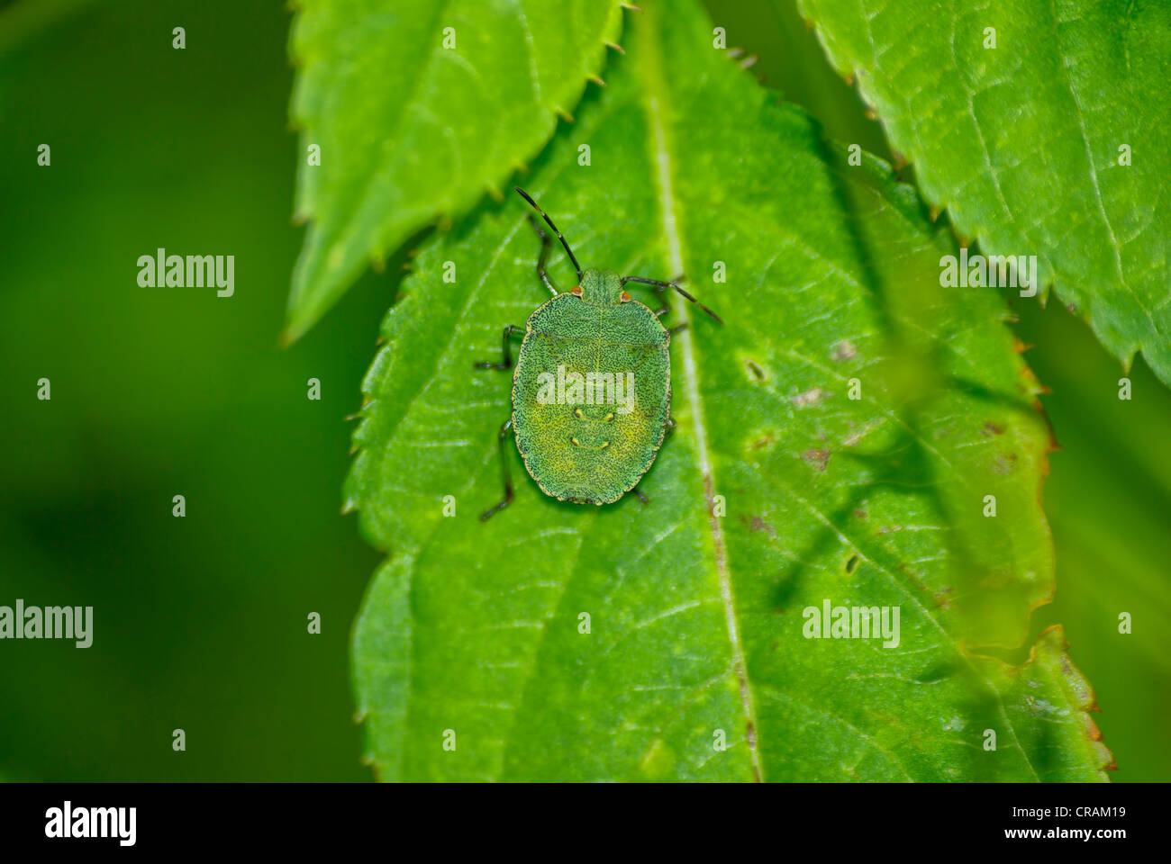 Green Shield Bug Banque D'Images