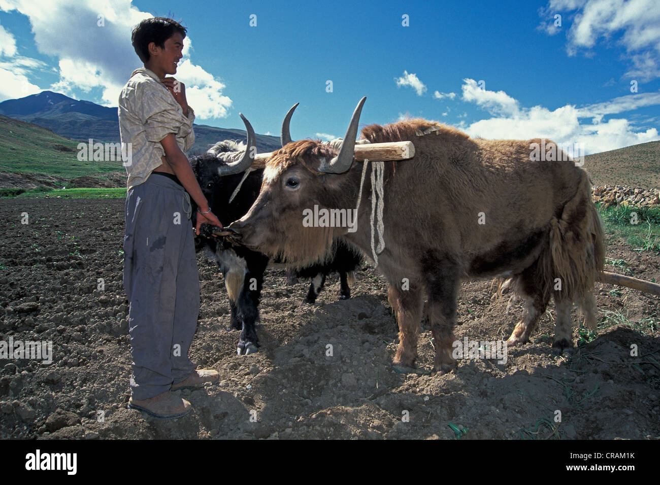 Agriculteur avec des yaks labourer un champ, Kibber, Spiti, Himachal Pradesh, Inde himalayenne, l'Inde du Nord, Inde, Asie Banque D'Images