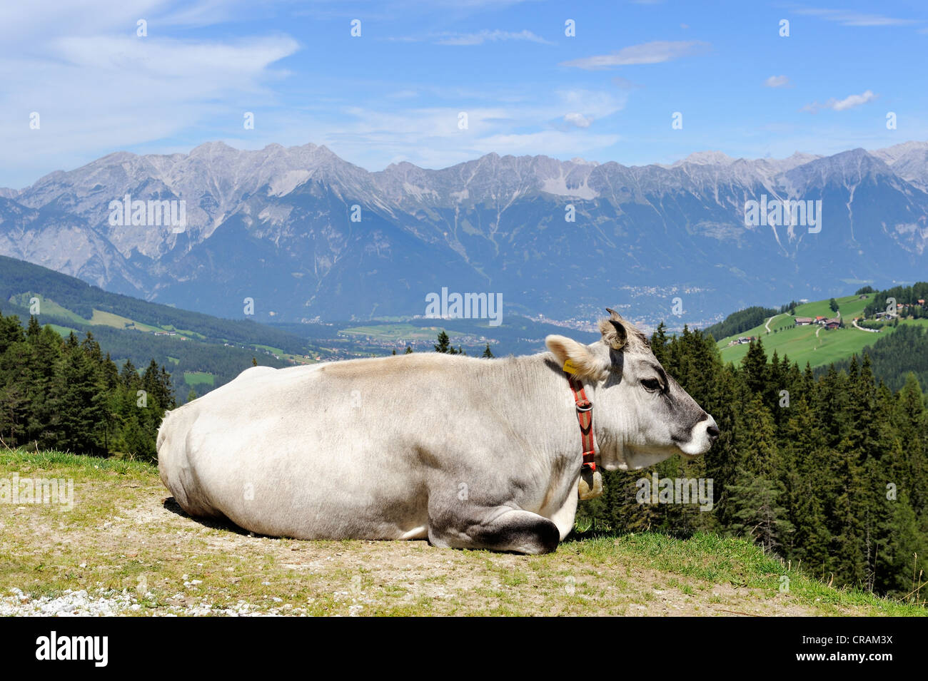 Tyrolienne, bovins gris Grigio Alpina, Alpes de Stubai, Tyrol, Autriche, Europe Banque D'Images