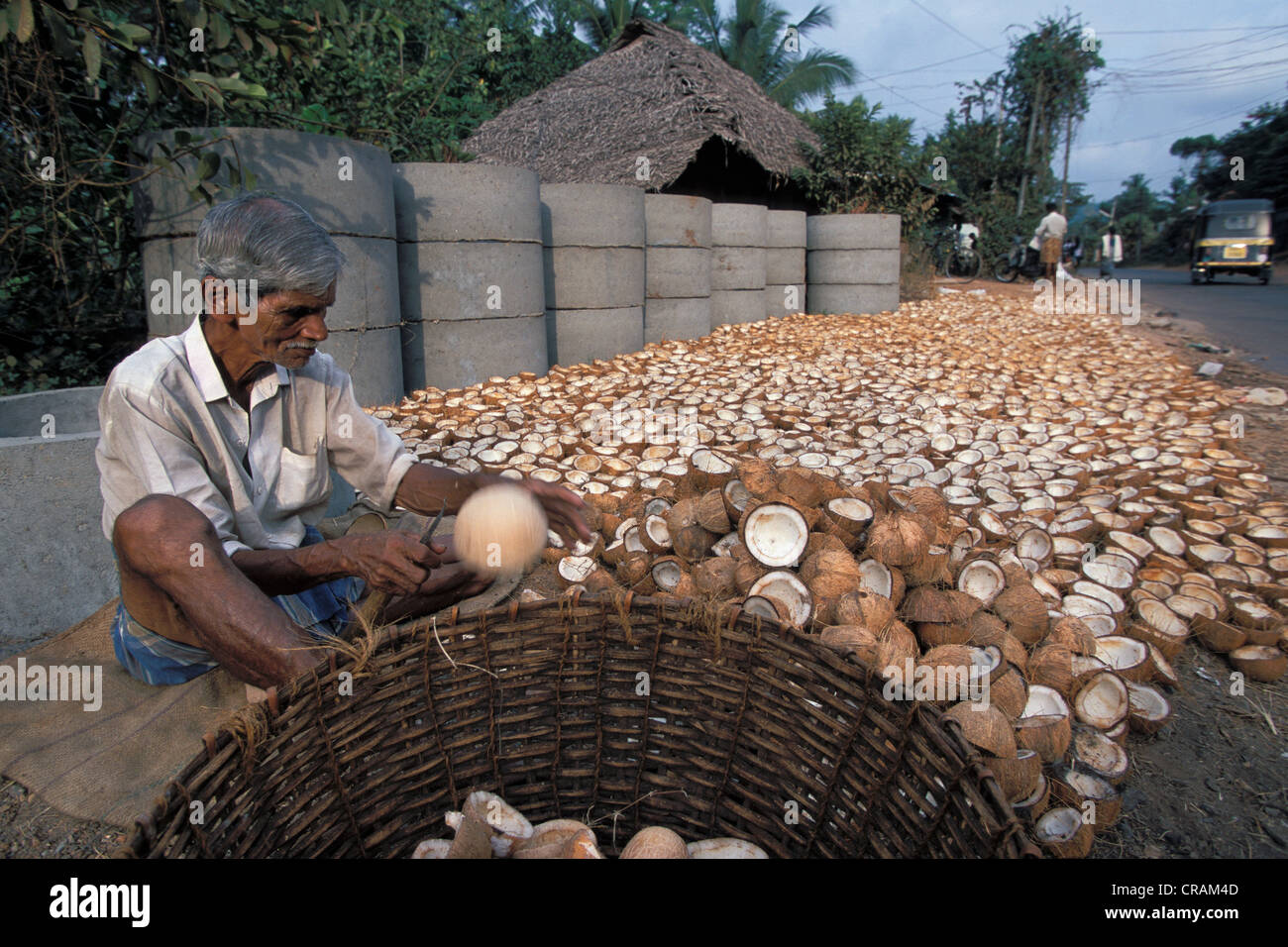 Peeling homme chair de noix de coco, ou Thiruvanathapuram Trivandrum, Kerala, Inde du Sud, Inde, Asie Banque D'Images