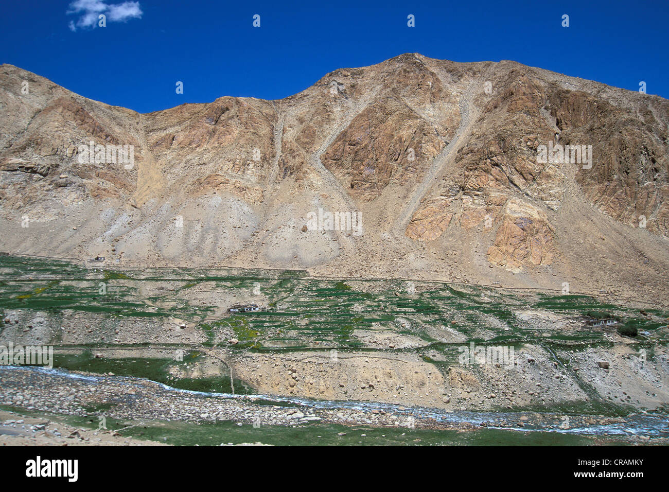 Champs, la Vallée de Nubra, Ladakh, Himalaya indien, le Jammu-et-Cachemire, l'Inde du nord, Inde, Asie Banque D'Images