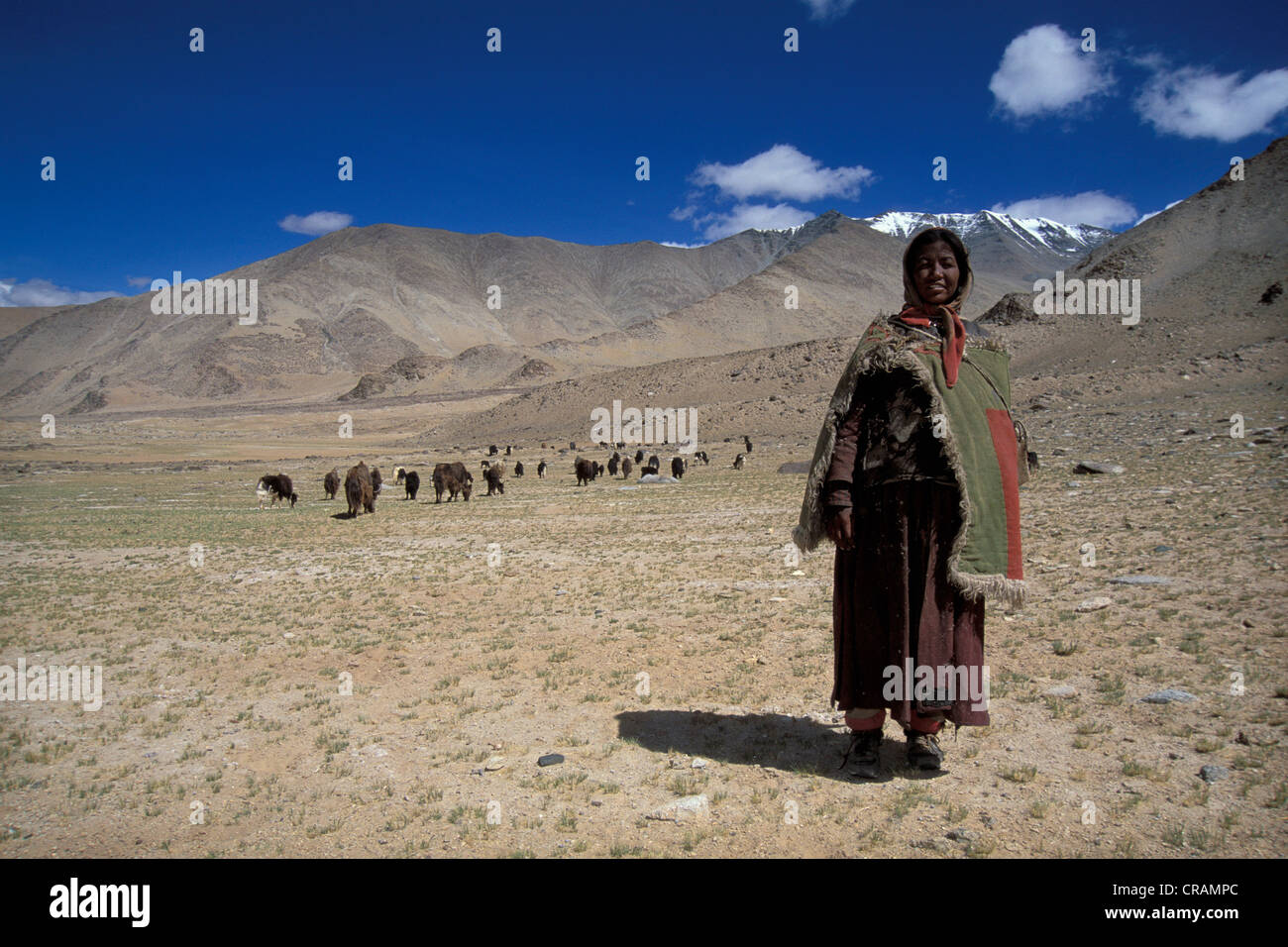 Femme occuper des chèvres, Tazang Tso, Ladakh, Himalaya indien, le Jammu-et-Cachemire, l'Inde du nord, Inde, Asie Banque D'Images