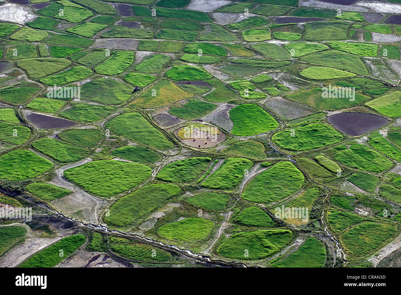 Champs, parcelles de terre et les canaux d'irrigation, près de Tongde Padum, Zanskar, Ladakh, Himalaya indien, le Jammu-et-Cachemire Banque D'Images
