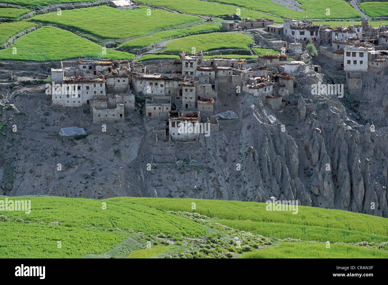 Photaksar village et champs, Zanskar, Ladakh, Himalaya indien, le Jammu-et-Cachemire, l'Inde du nord, Inde, Asie Banque D'Images