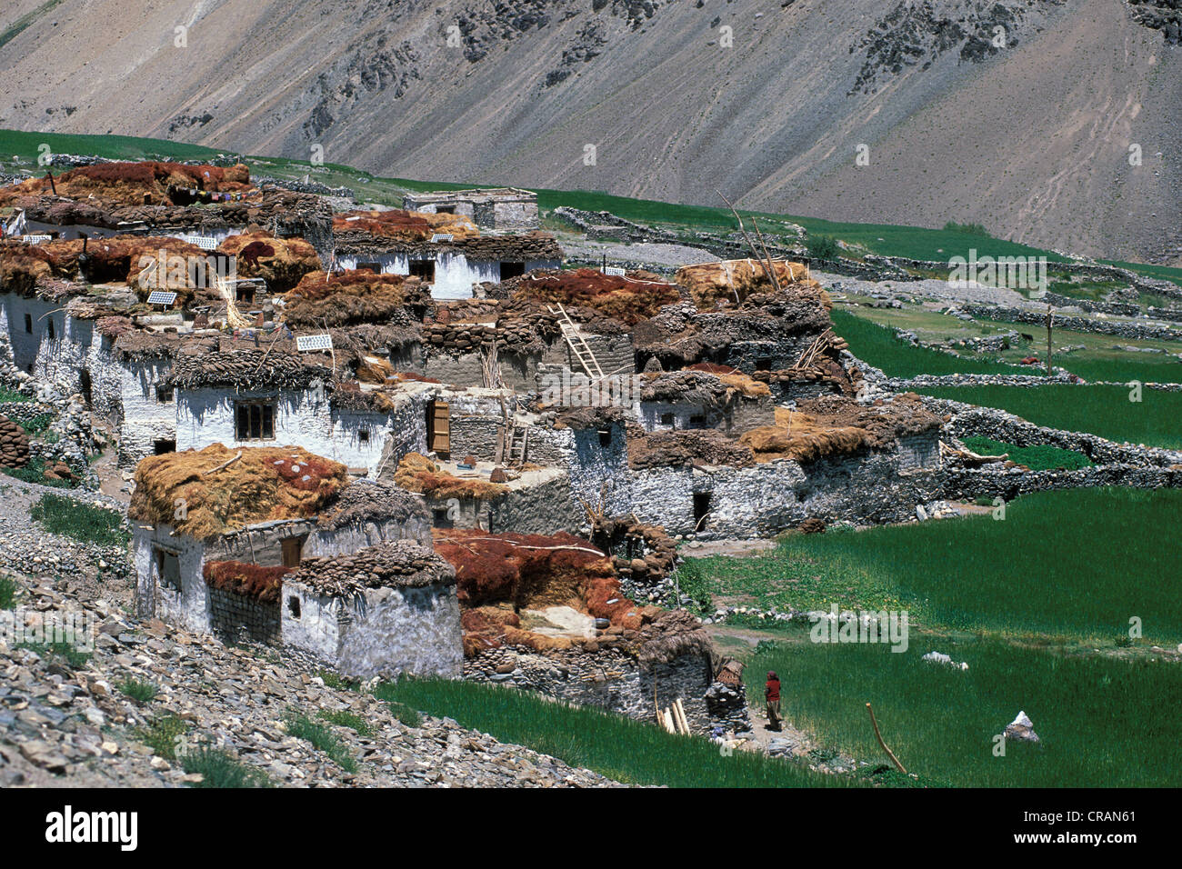 Tetha village, Zanskar, Ladakh, Himalaya indien, le Jammu-et-Cachemire, l'Inde du nord, Inde, Asie Banque D'Images