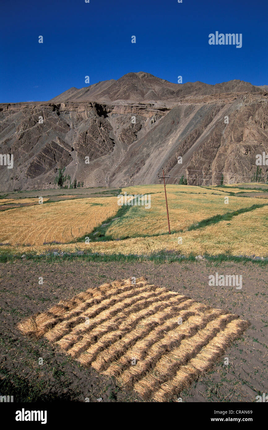 Champs, Alchi, Ladakh, Himalaya indien, l'Inde du nord, Inde, Asie Banque D'Images