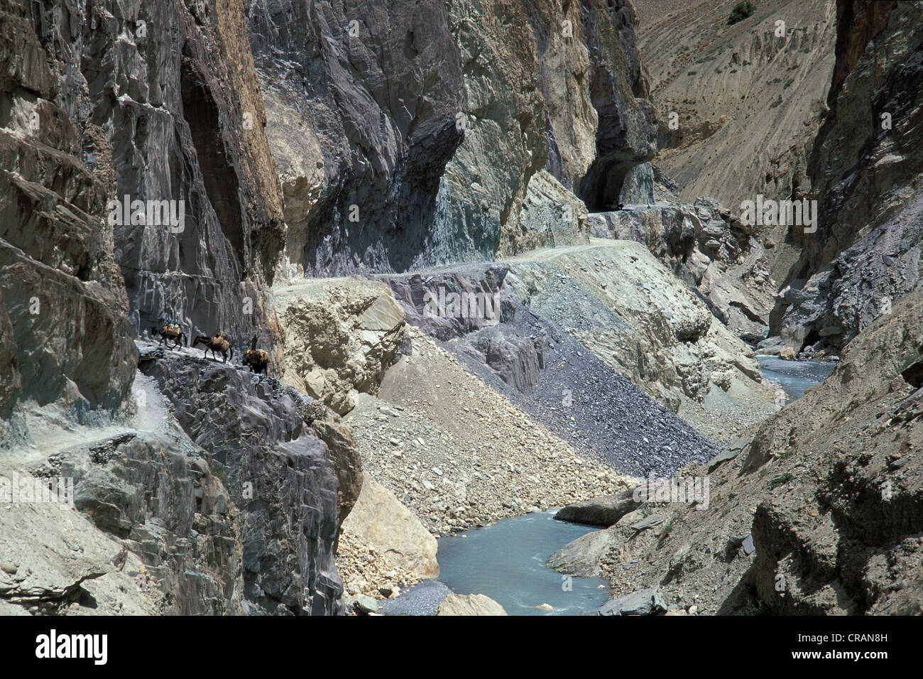 Pack donkey, canyon près de Wanla, Zanskar, Ladakh, Himalaya indien, le Jammu-et-Cachemire, l'Inde du nord, Inde, Asie Banque D'Images