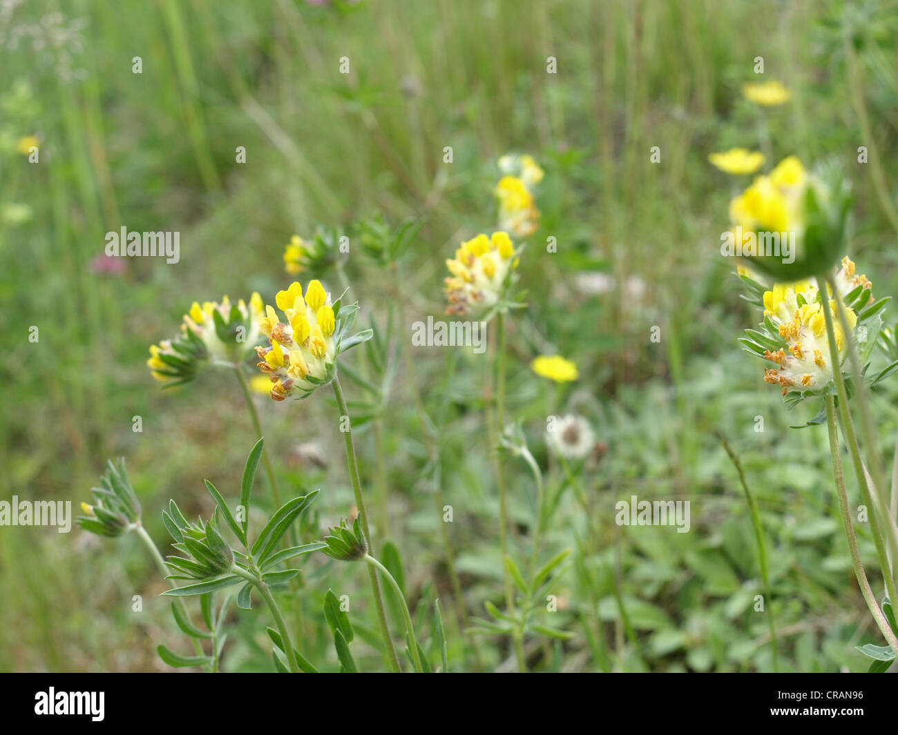 Kidneyvetch woundwort, vesce commune, rein / Anthyllis vulneraria / La Société Wundklee Banque D'Images