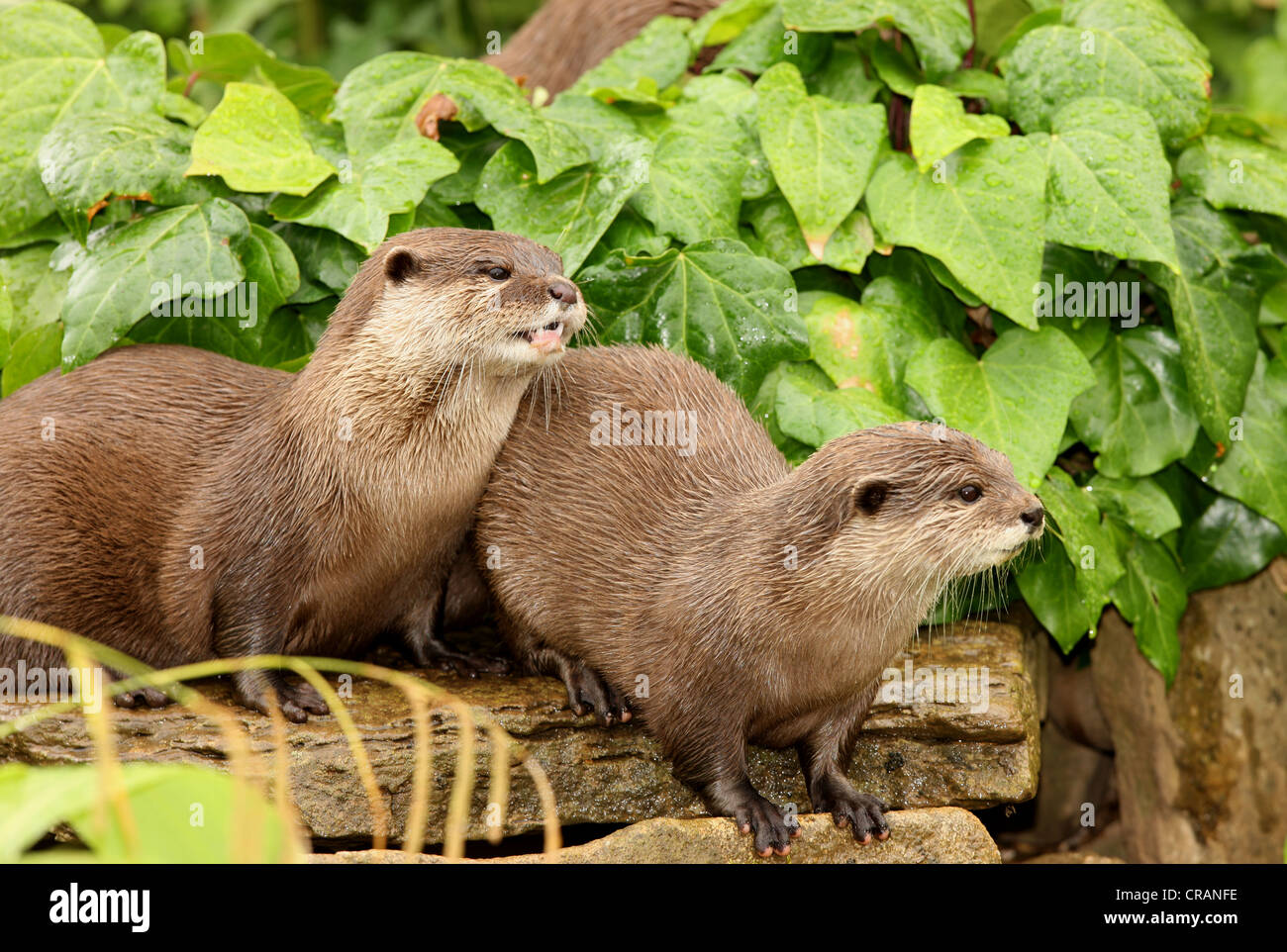 Une paire de la loutre européenne Banque D'Images