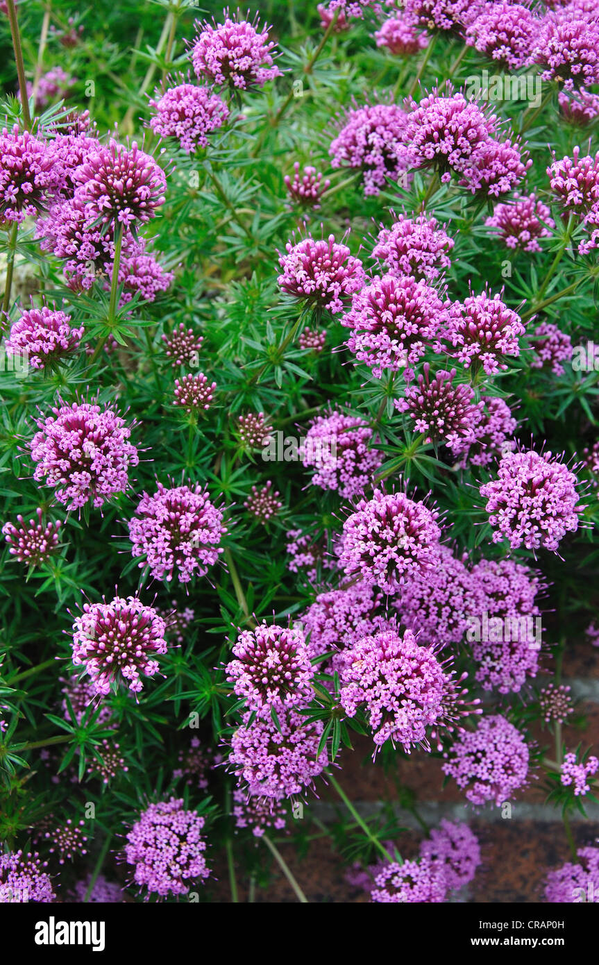 Amour phuopsis stylosa, les insectes rampant une fleur de jardin UK Banque D'Images