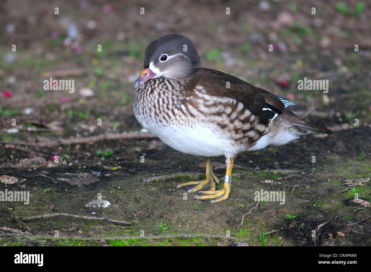 Canard Mandarin. Slimbridge, Gloucestershire, Royaume-Uni Mars 2011 Banque D'Images