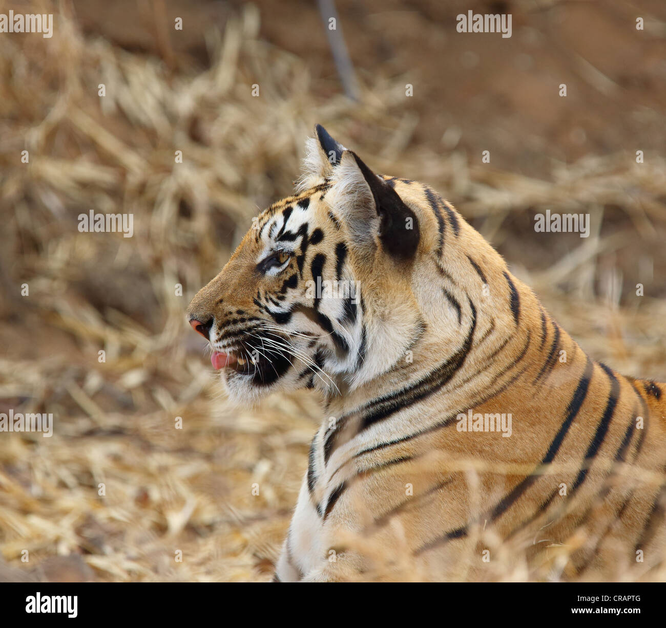 Différentes ambiances d'un jeune tigre. Banque D'Images