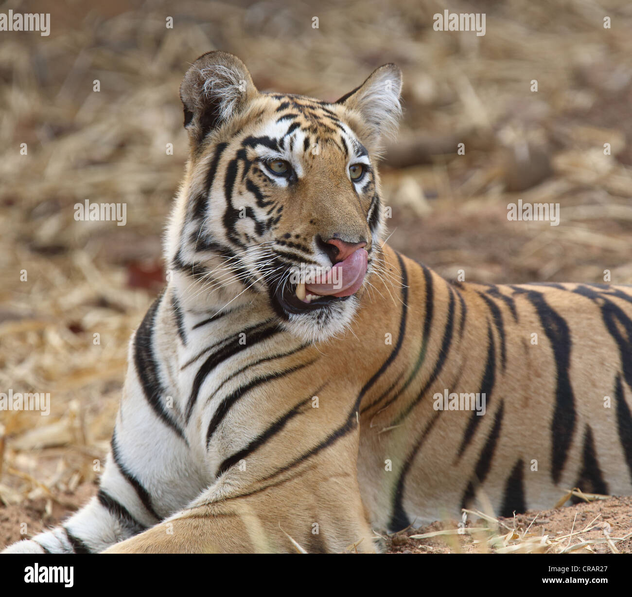 Différentes ambiances d'un jeune tigre. Banque D'Images