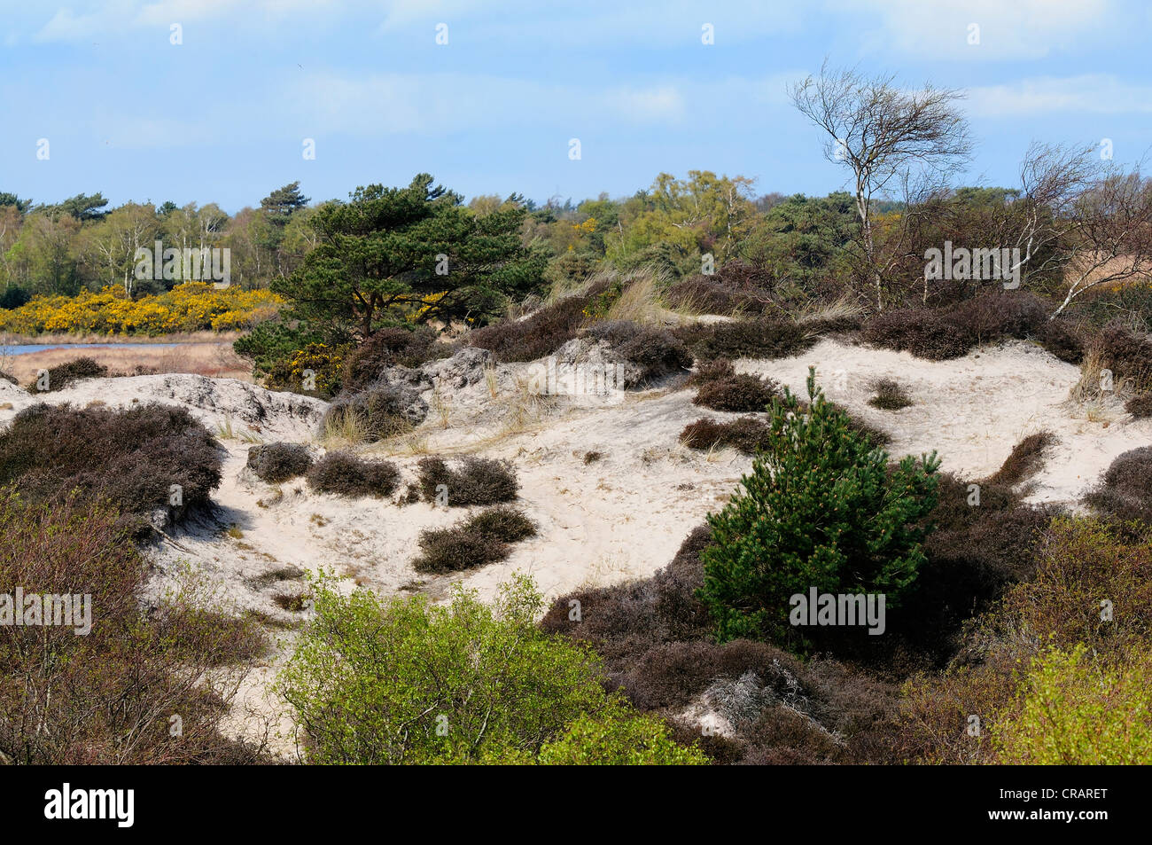 Une vue de Studland Heath National Nature Reserve NNR UK Banque D'Images