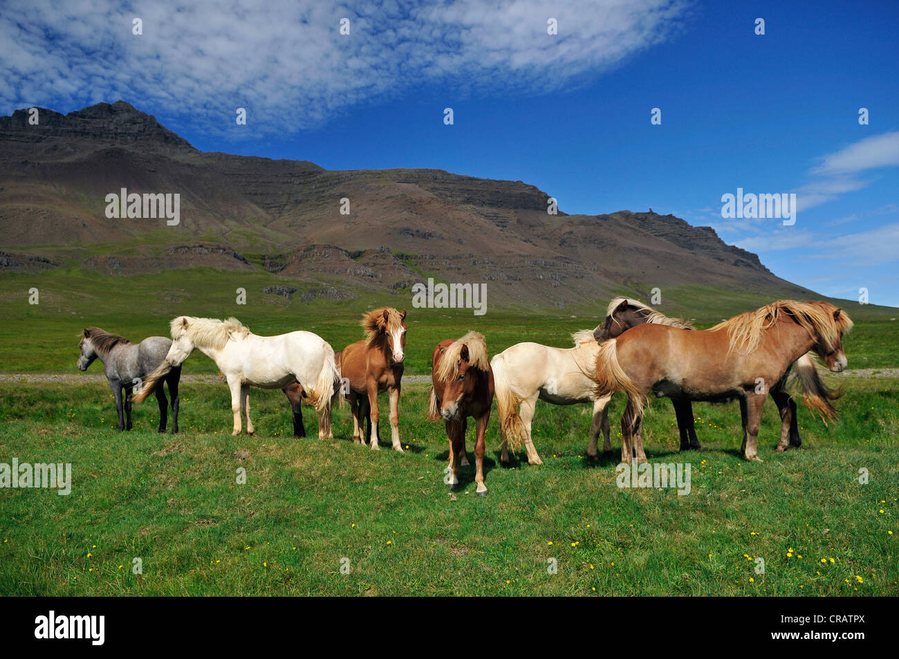 Chevaux Islandais (Equus ferus caballus), péninsule Snaefells, Islande, Europe Banque D'Images