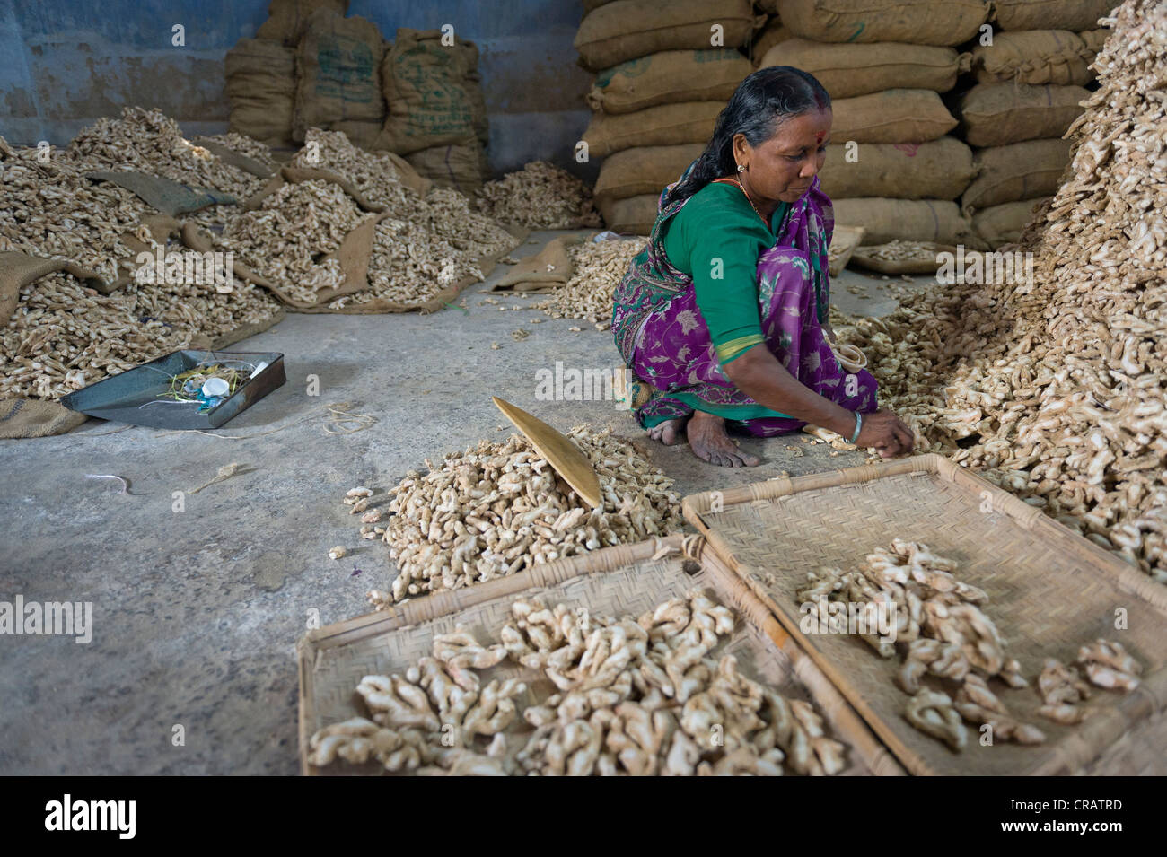 Les femmes travaillant dans un entrepôt d'épices, gingembre et sacs de gingembre, de Ville juif, Kochi, Kerala, Inde du Sud, Inde, Asie Banque D'Images